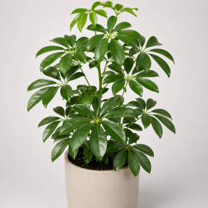 Schefflera