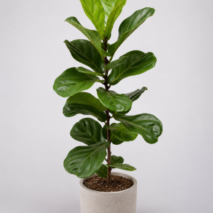 Ficus lyrata