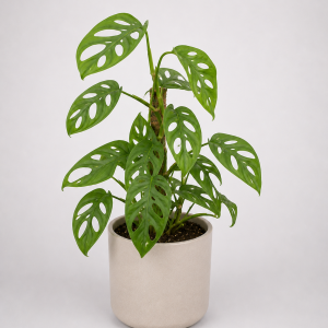 Monstera adansonii